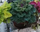 8 biljaka koje se ne boje hladnoće 2113_38