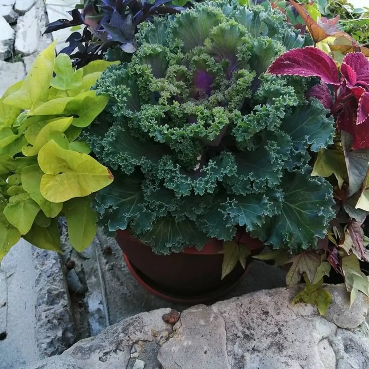 8 biljaka koje se ne boje hladnoće 2113_40