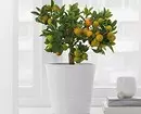 Ustvarite domači vrt: 8 lepih rastlin, ki jih lahko kupite v Ikea 21186_10
