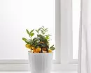 Krei hejma ĝardeno: 8 belaj plantoj, kiujn oni povas aĉeti en IKEA 21186_11