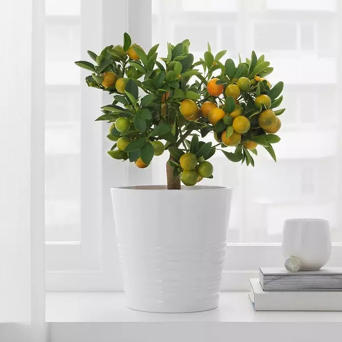 Krijo një kopsht në shtëpi: 8 bimë të bukura që mund të blihen në Ikea 21186_13