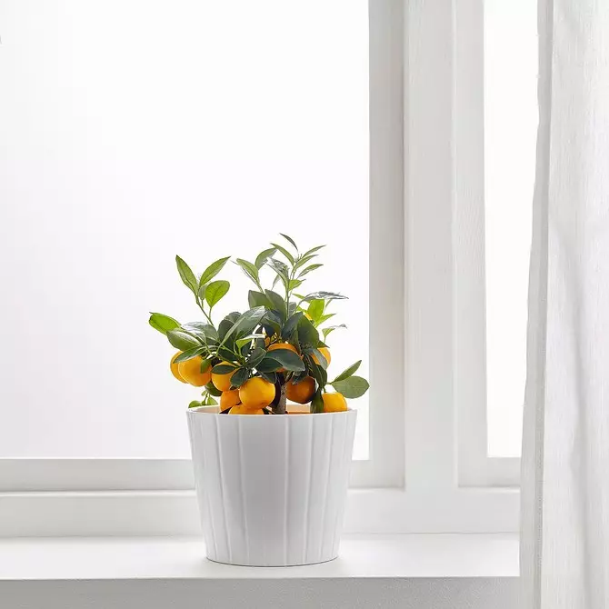 Skep 'n huistuin: 8 pragtige plante wat in Ikea gekoop kan word 21186_14