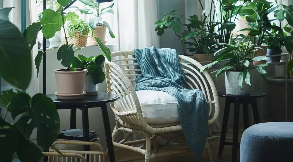 Krei hejma ĝardeno: 8 belaj plantoj, kiujn oni povas aĉeti en IKEA