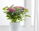 Utwórz ogród domowy: 8 pięknych roślin, które można kupić w IKEA 21186_21