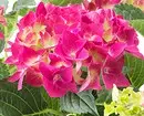 Ustvarite domači vrt: 8 lepih rastlin, ki jih lahko kupite v Ikea 21186_23