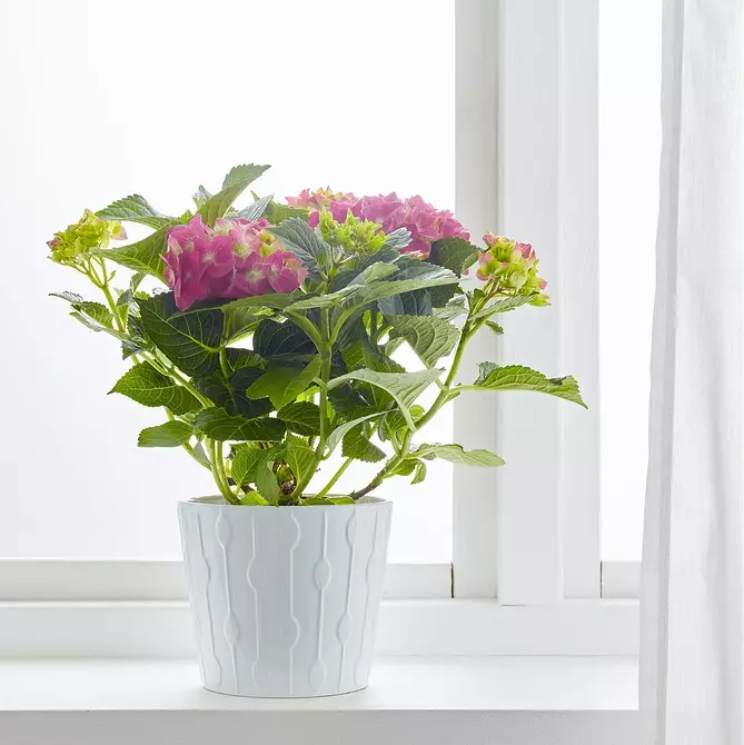 Buat kebun rumah: 8 tanaman cantik yang bisa dibeli di IKEA 21186_25