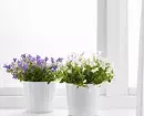Krijo një kopsht në shtëpi: 8 bimë të bukura që mund të blihen në Ikea 21186_3