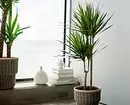 Bir ev bağı yaradın: IKEA-da satın alınan 8 gözəl bitki 21186_43