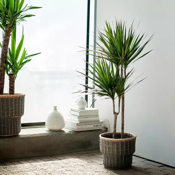 Krijo një kopsht në shtëpi: 8 bimë të bukura që mund të blihen në Ikea 21186_46