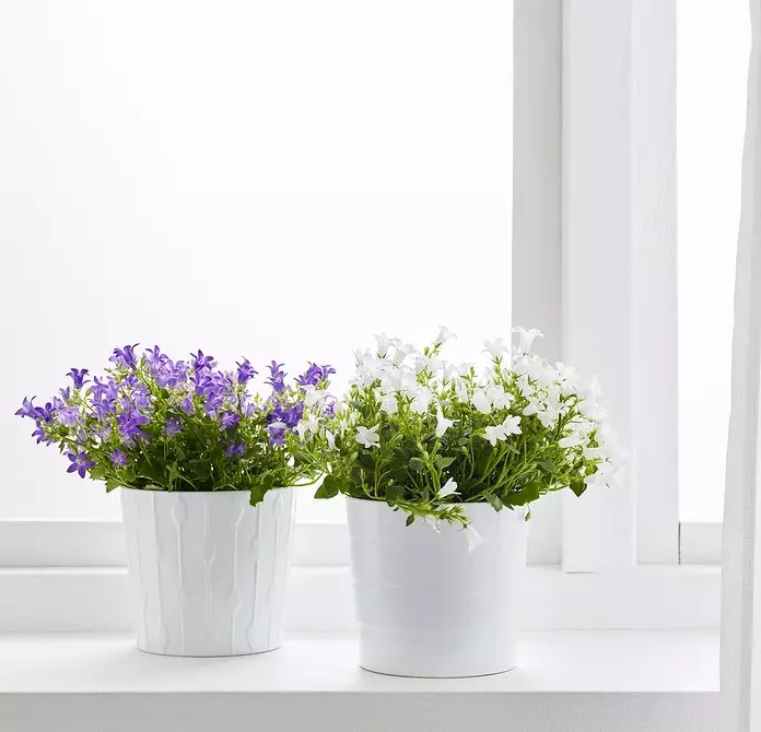 Ustvarite domači vrt: 8 lepih rastlin, ki jih lahko kupite v Ikea 21186_6