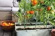7野菜とコンテナで成長が簡単なマメ科植物（ベッド用の余地がない場合）