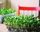 Вырошчванне микрозелени ў хатніх умовах: 4 простых спосабу 21517_14