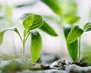 Вирощування мікрозелень в домашніх умовах: 4 простих способи 21517_30