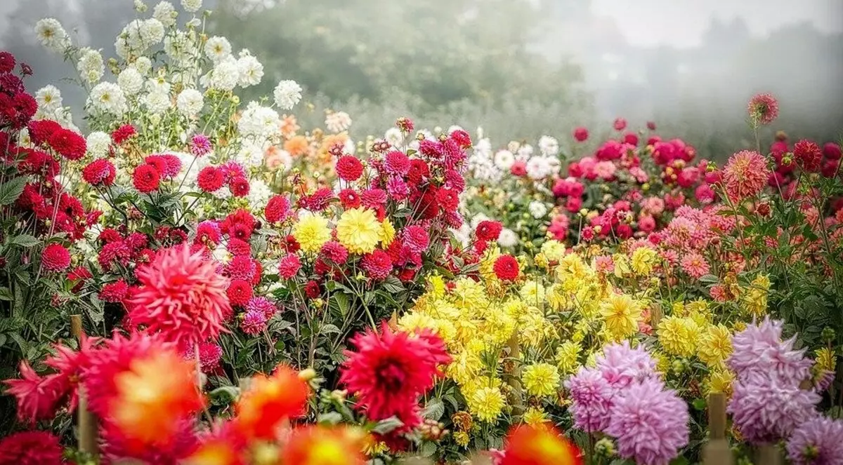 Aké kvety do závodu na jeseň: 9 najlepších rastlín