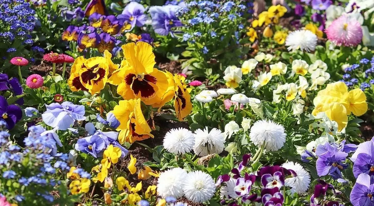 शरद ऋतु में पौधे लगाने के लिए क्या फूल: 9 सर्वश्रेष्ठ पौधे 2167_3