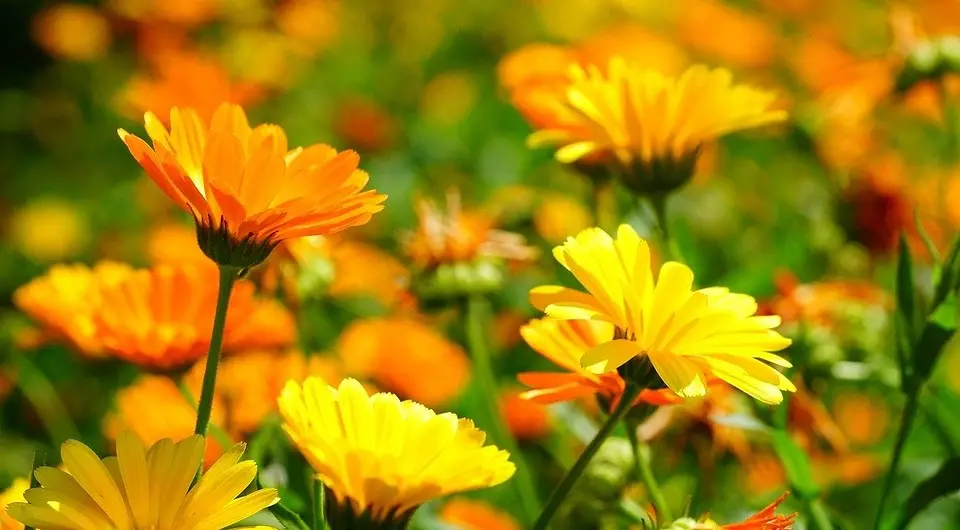 Aké kvety do závodu na jeseň: 9 najlepších rastlín 2167_7