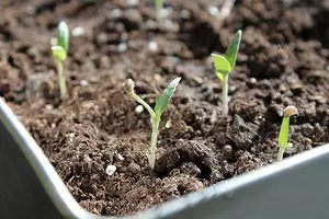 Qué sembrar en febrero: 13 verduras, colores y bayas, que el tiempo para plantar en las plántulas en este momento 21903_1