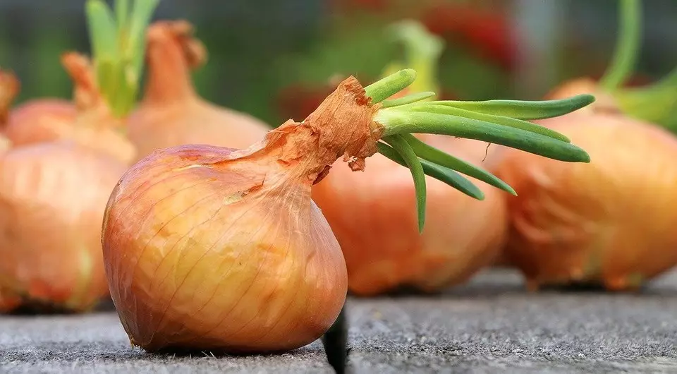 Qué sembrar en febrero: 13 verduras, colores y bayas, que el tiempo para plantar en las plántulas en este momento 21903_11