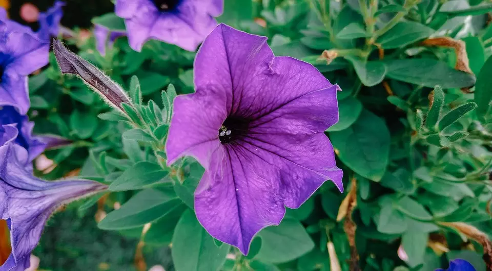 Qué sembrar en febrero: 13 verduras, colores y bayas, que el tiempo para plantar en las plántulas en este momento 21903_22