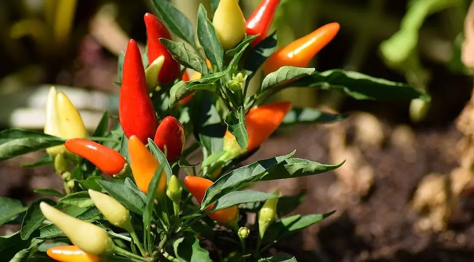 Wat te siedjen yn febrewaris: 13 grienten, kleuren en bessen, hokker tiid om op it stuit op 'e seedlings te planten 21903_8