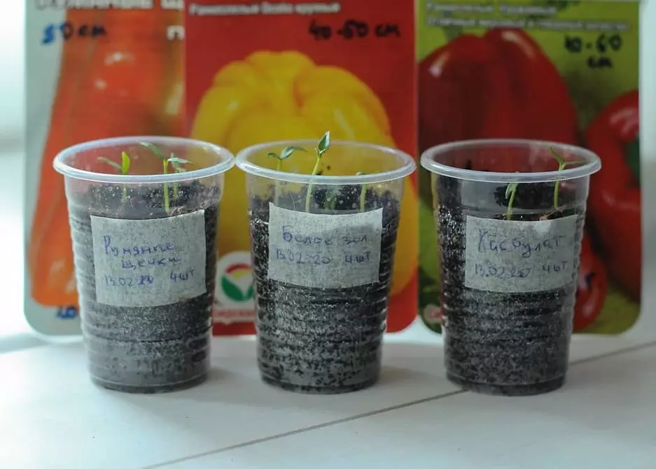 Πώς να βλαστήσουν τους σπόρους πιπεριού: 4 απλά τρόποι 21904_32