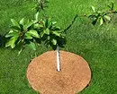 4 načina registracije krugova drveća 2221_17