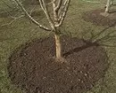4 načina registracije krugova drveća 2221_9