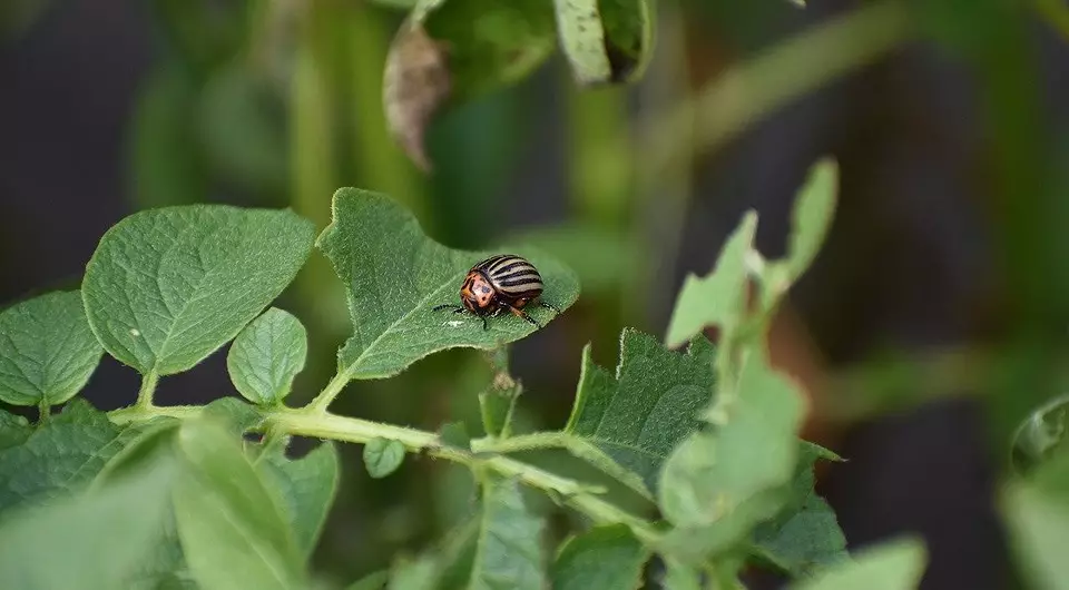 Kako se riješiti Colorado Beetle zauvijek 2242_10