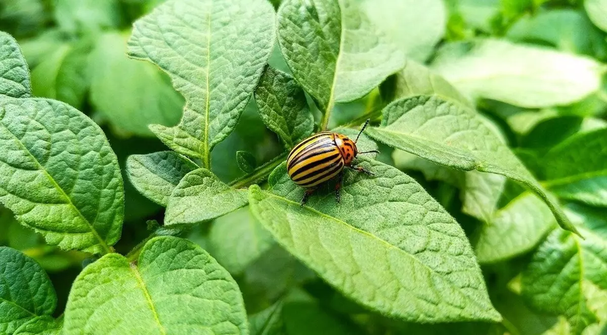 ວິທີການກໍາຈັດຂອງ Colorado Beetle ຕະຫຼອດໄປ