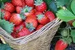Alt om at fodre jordbær i efteråret efter trimning
