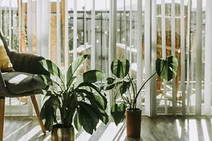 6 things about which it is worth thinking before bringing a plant to the house (this is important!) 2326_1