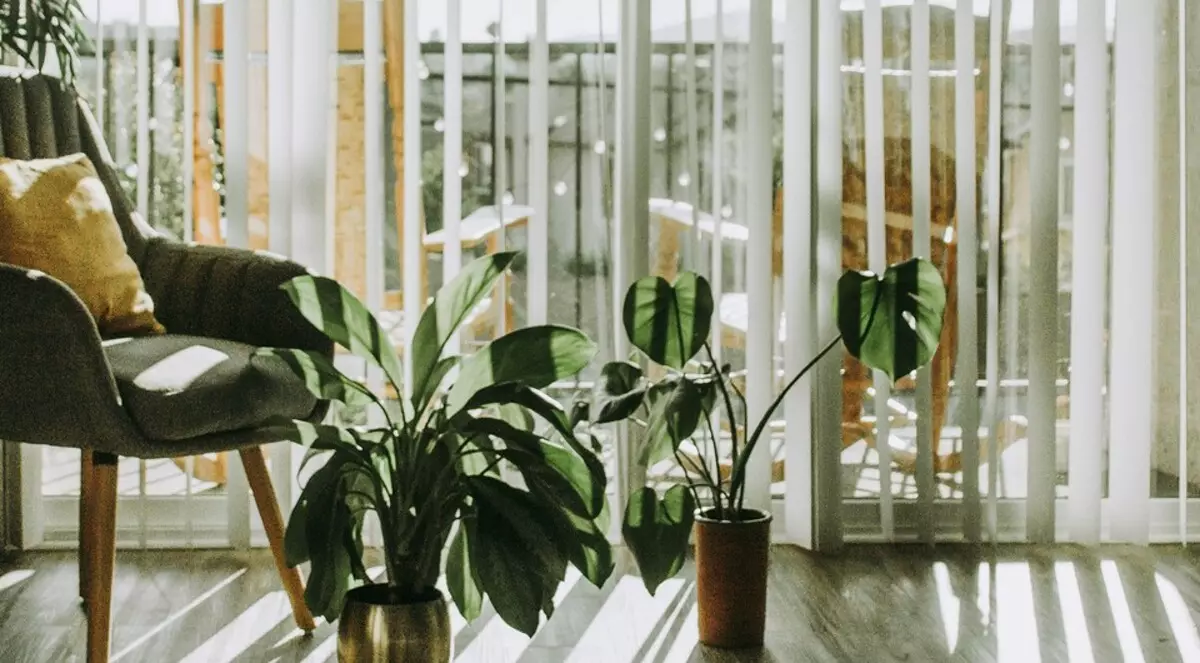 6 saker om vilka det är värt att tänka innan du tar en växt till huset (det här är viktigt!)