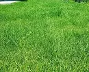 lawn ສີຂຽວທ່ານມີຢູ່ເຮືອນ: ເລືອກຫຍ້າ 2374_10
