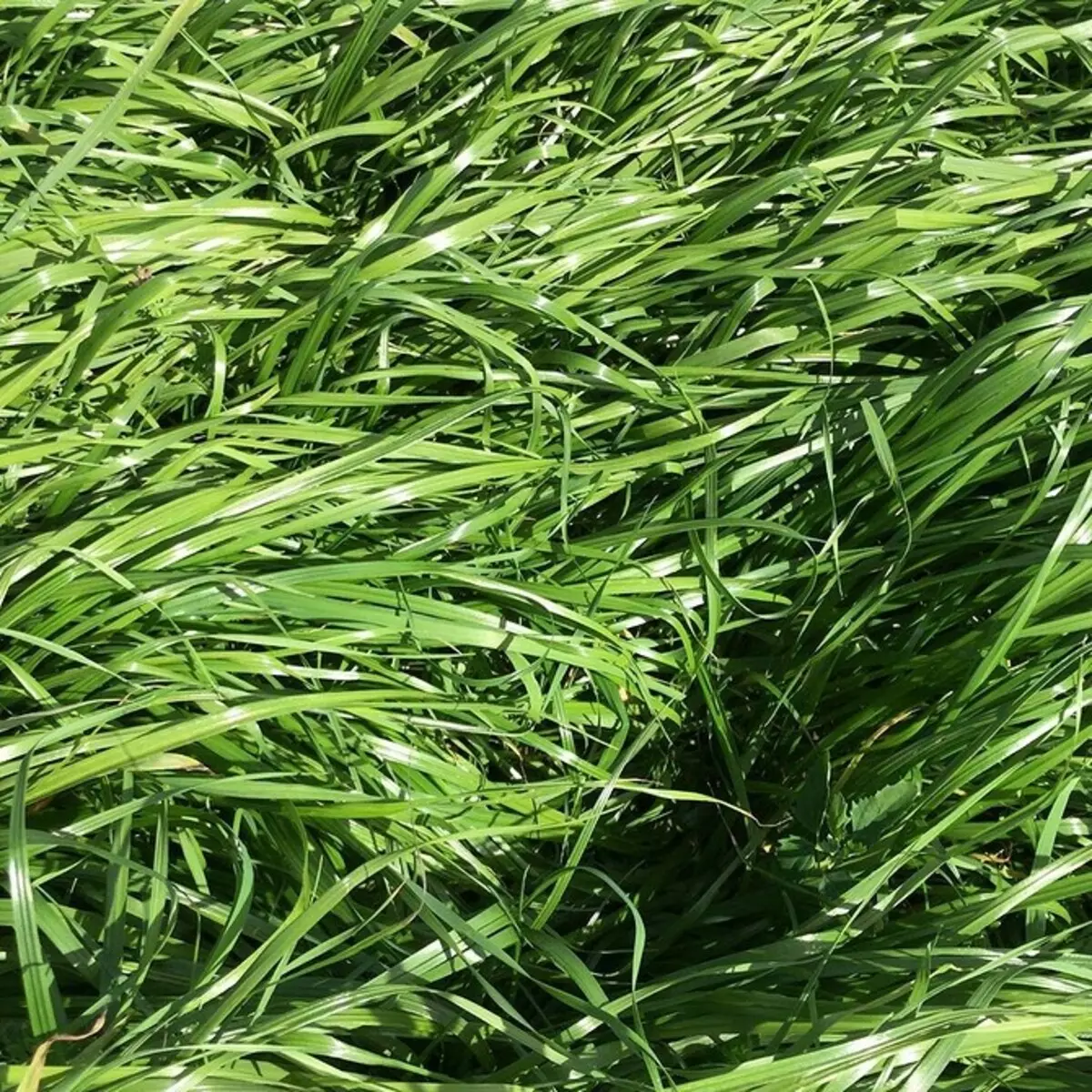 Сколько всходит газонная трава. Мятлик газонная трава. Мятлик Луговой. Трава мятлик для газона. Гребенник обыкновенный для газона.