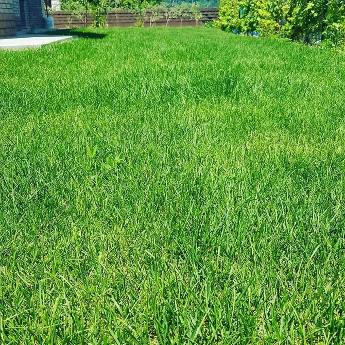 трава полевица побегоносная фото