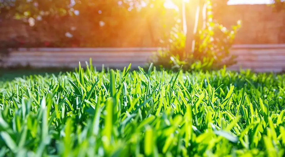 Grænn grasflöt Þú ert heima: Veldu gras gras