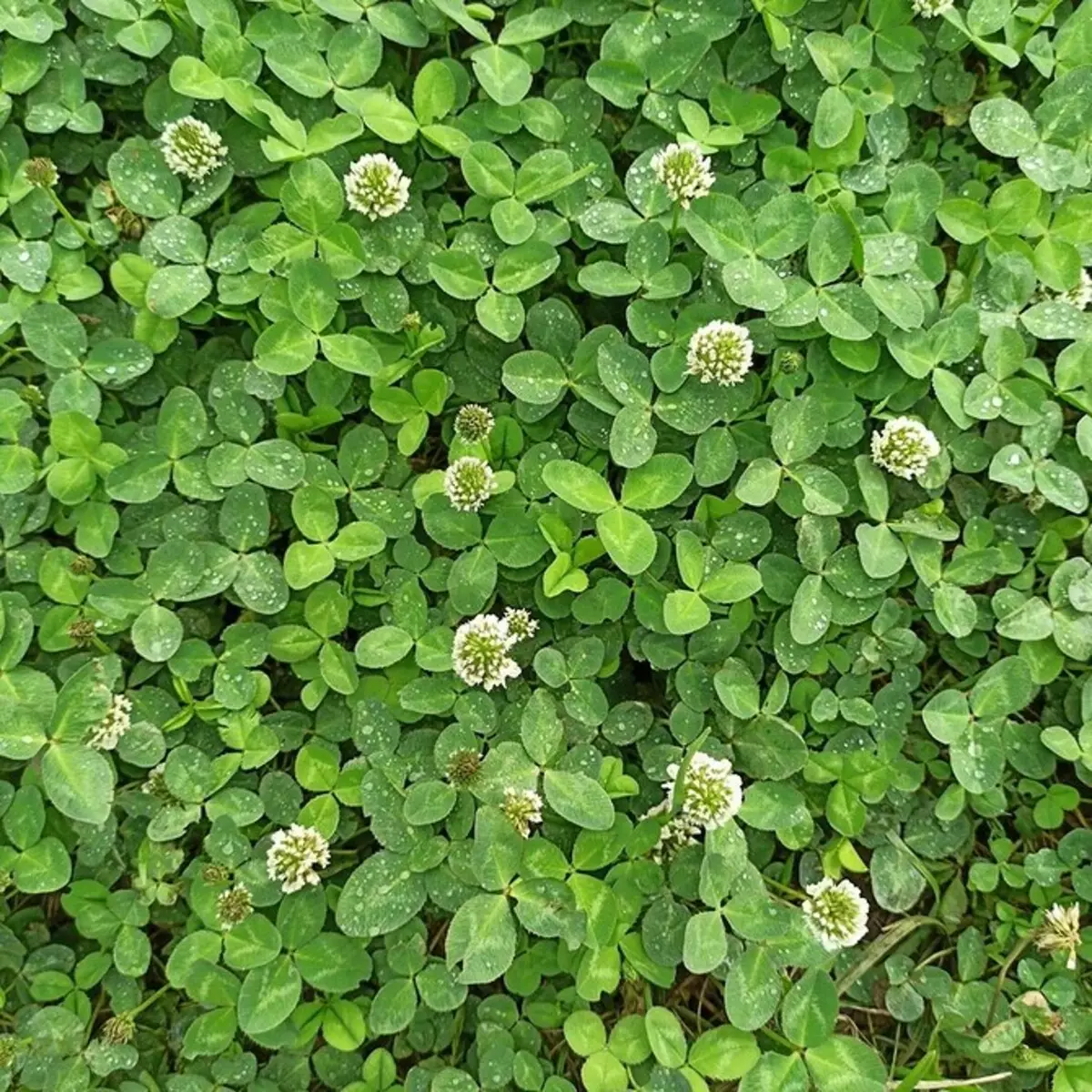 你在家的綠色草坪：選擇草坪草 2374_8