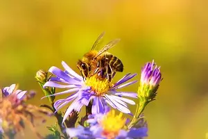 6 полезни насекоми за вашата градина (не бързайте да ги карате!) 2434_1