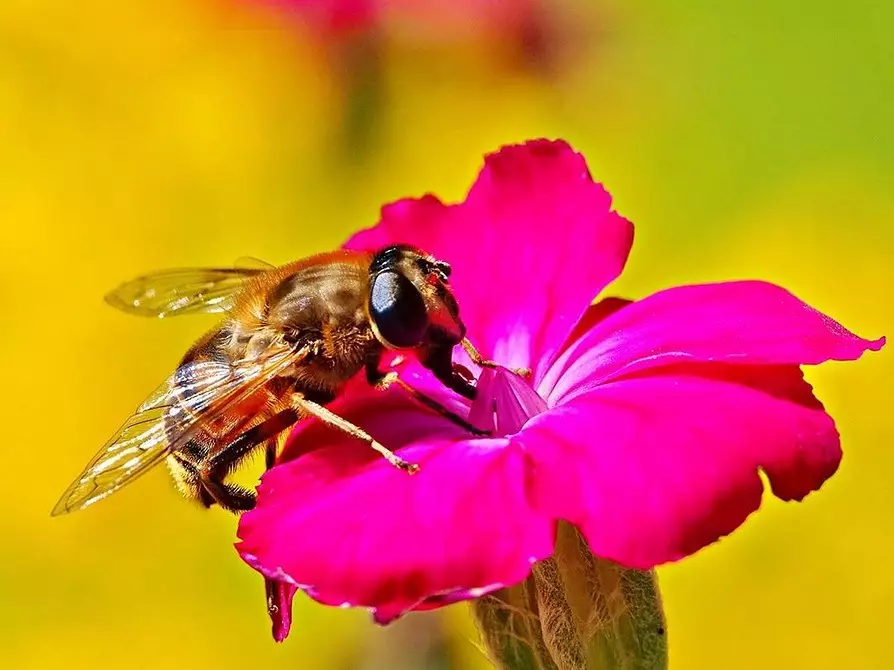 6 insectes útils per al vostre jardí (no tingueu pressa per conduir-los!) 2434_20