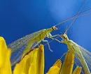 6 nuttige insecten voor uw tuin (haast ons niet om ze te besturen!) 2434_27