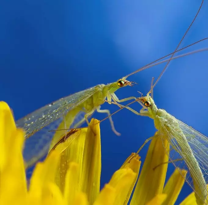 6 insectes útils per al vostre jardí (no tingueu pressa per conduir-los!) 2434_29