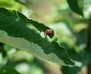 6 Nuttige insekte vir jou tuin (moenie haastig wees om hulle te bestuur nie!) 2434_3