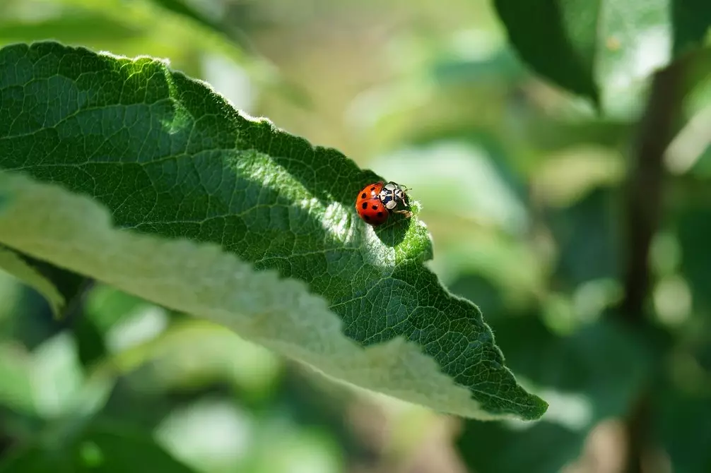 6 insectos útiles para su jardín (¡no se apresure a conducirlos!) 2434_6