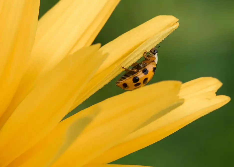 6 nuttige insecten voor uw tuin (haast ons niet om ze te besturen!) 2434_7