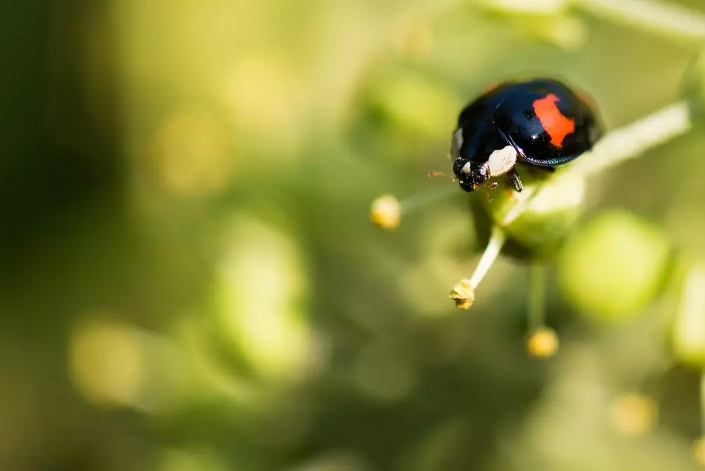 6 insectes útils per al vostre jardí (no tingueu pressa per conduir-los!) 2434_8