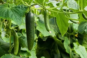 Duk sirrin na dogon lokaci na cucumbers 2452_1