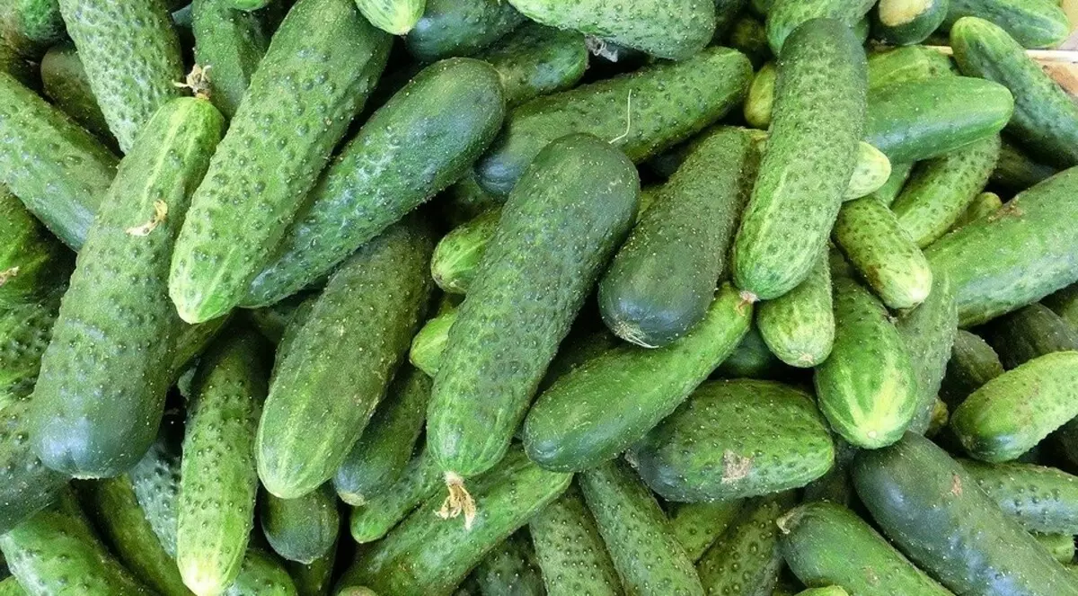 Duk sirrin na dogon lokaci na cucumbers 2452_11