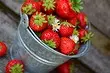 4 Plej Bona Vojo por Enmemorigi Strawberry-rikolton