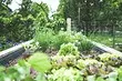 5 важливих справ в саду, які варто запланувати на травень