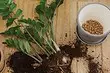 7 Beskikbare materiaal wat gebruik kan word as 'n dreinering vir binnenshuise plante